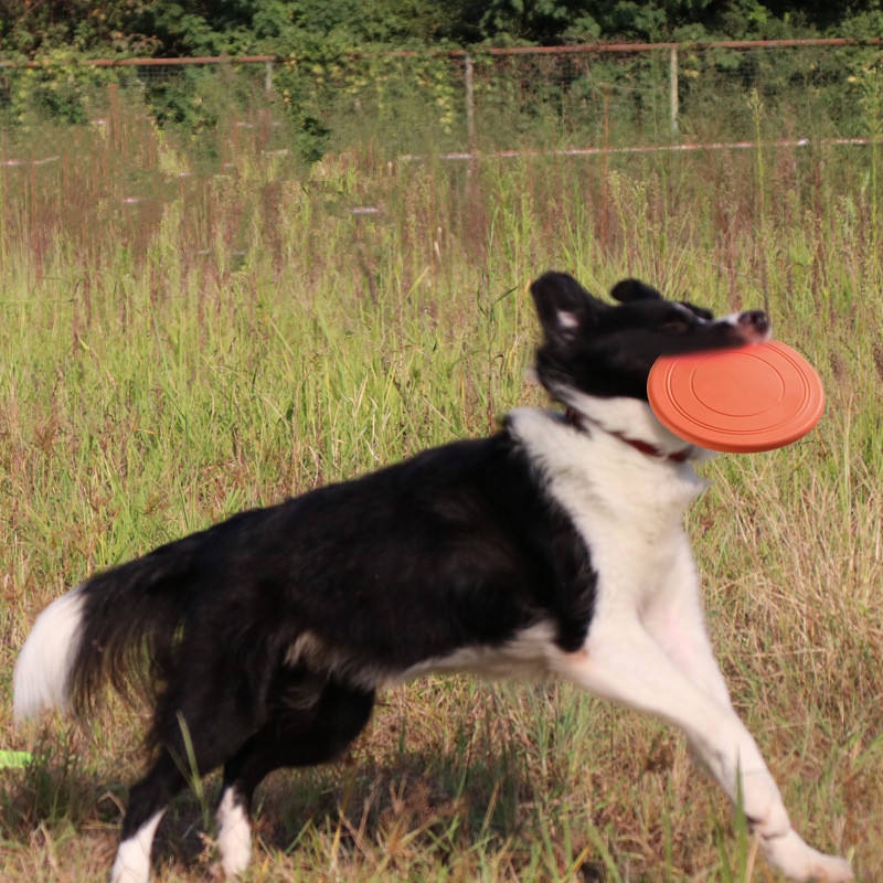 Duurzaam, scheurbestendig spee - Flying Disc Dog Training Toy recensie en prijs